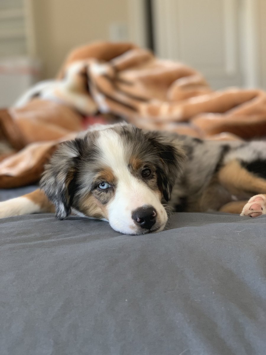 Rug On Twitter Hey Internet Meet My New Puppy Lola Rug On Twitter Hey Internet Meet My New Puppy Lola