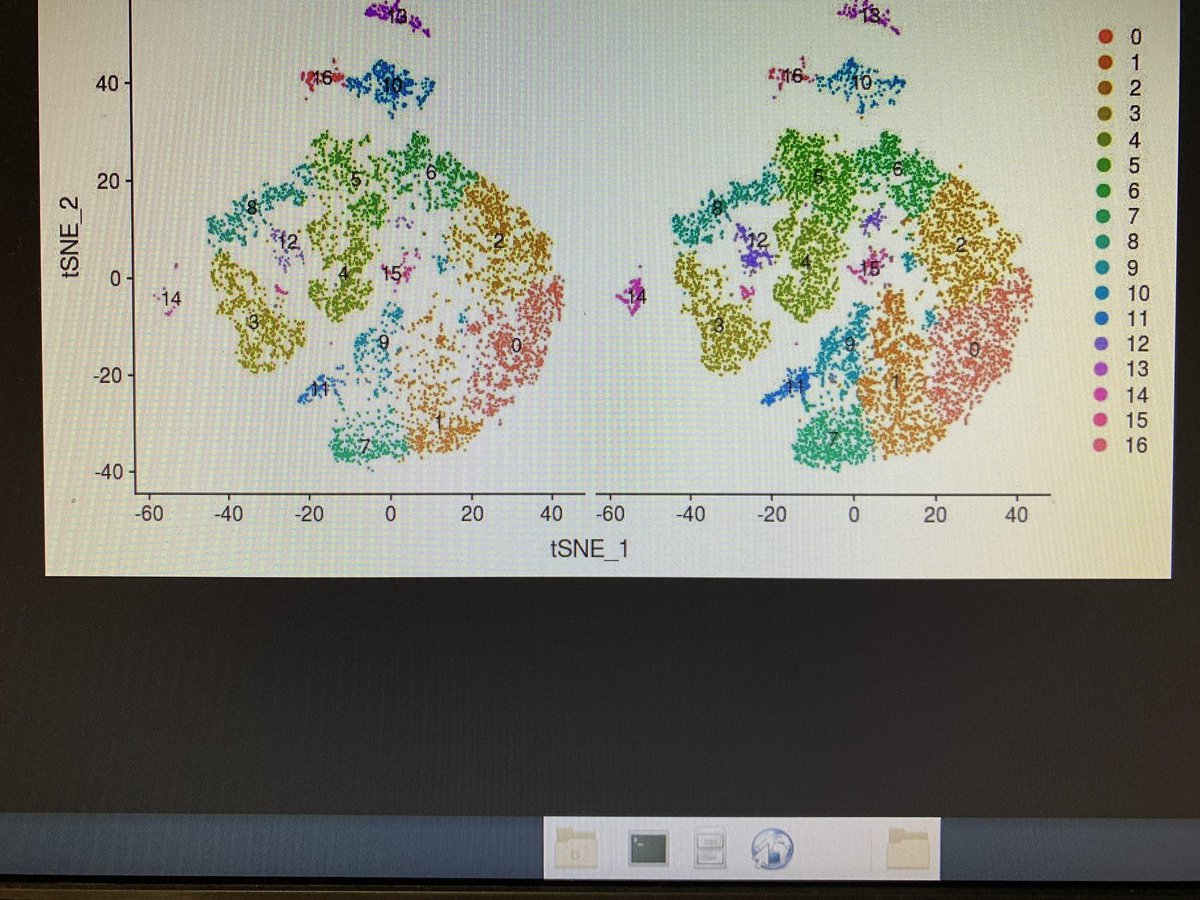 parulvarma123's tweet photo. Transitioning from tSNE to UMAP! Interesting! Better? I think so! Still learning to like it! Atleast happy to be able to call ‘umap-learn’ from Seurat! #Clustering #SingleCell #Seurat https://t.co/r363CKz1Wi