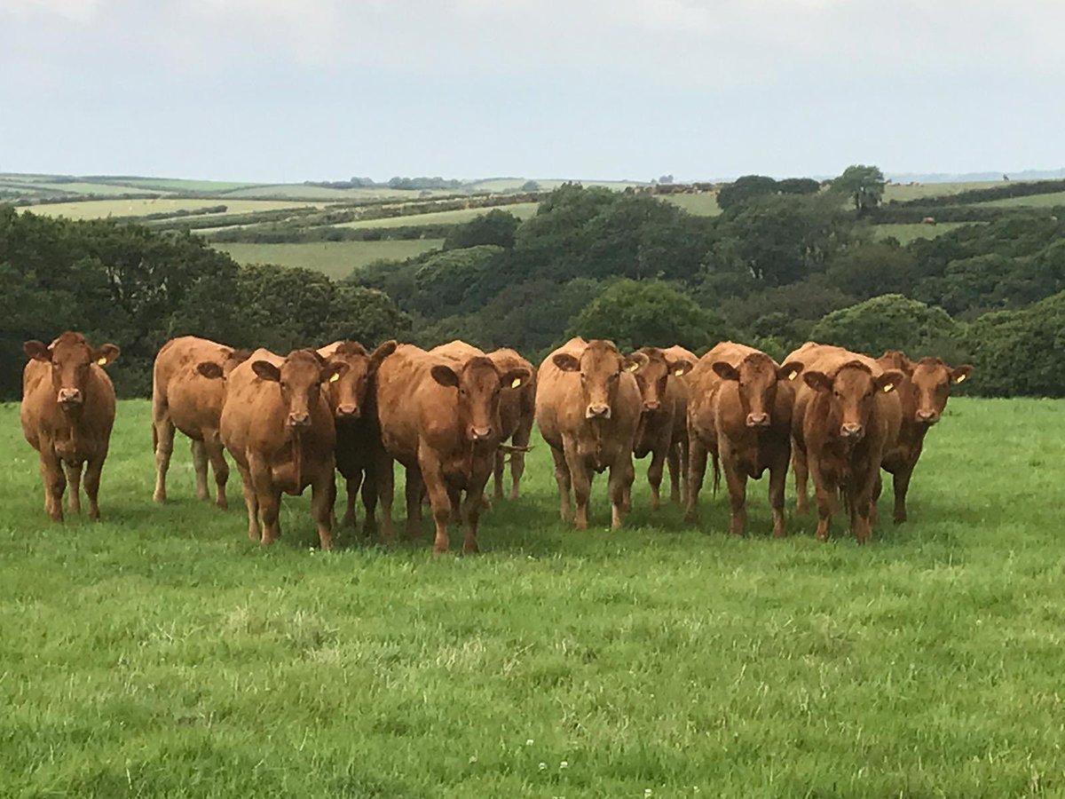 Pedigree South Devon Cattle for sale. Message me for more info... please retweet #teamtregondale