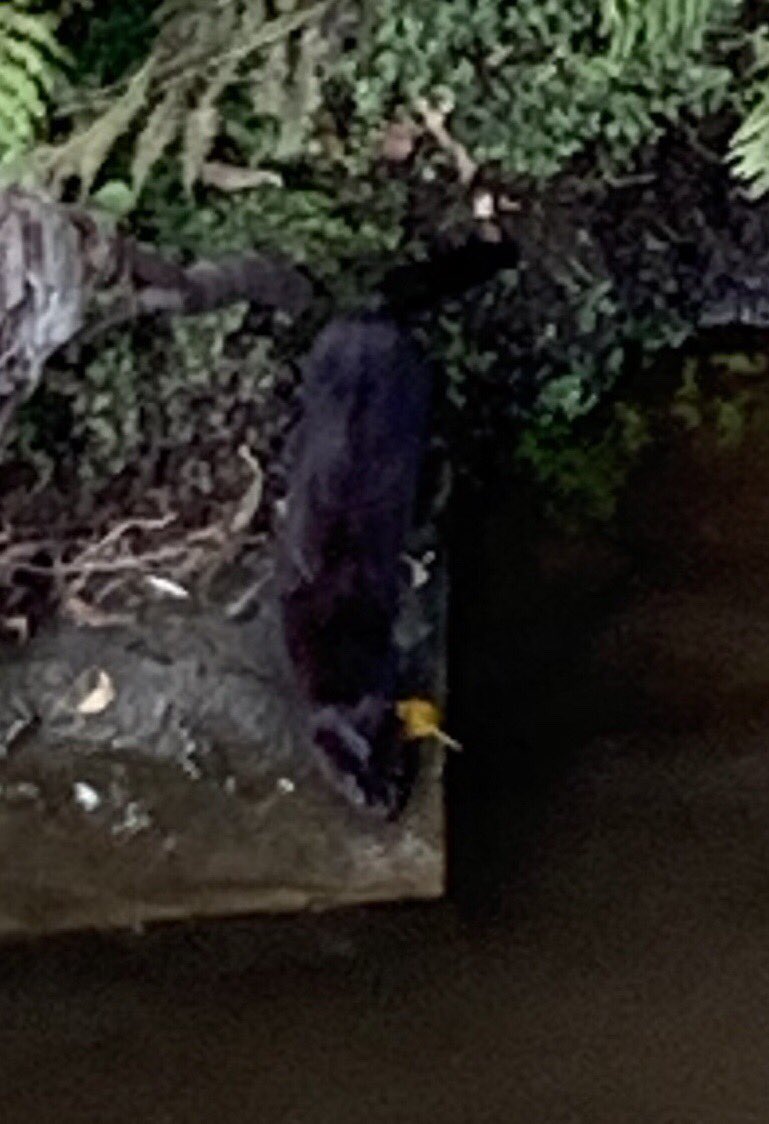 ChristopScho's tweet photo. @MerseyRivers hi photographed this in the River Tame, Stalybridge. Is it a mink? https://t.co/IchODnFlEI