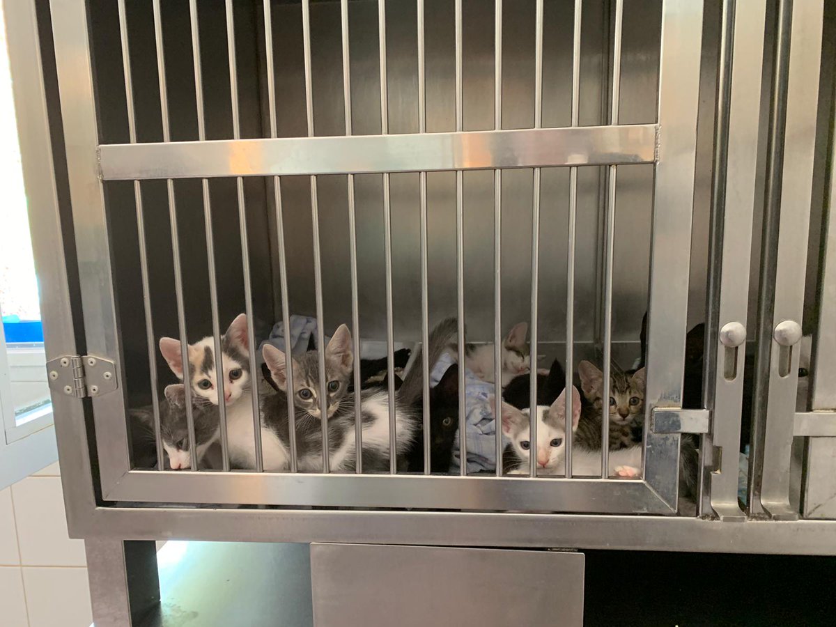 dani_gras's tweet image. Hay 40 gatitos abandonados en Alicante, se busca acogida para ellos, la protectora puede sacrificarlos en un plazo de dias por problemas de espacio, el que este interesado que me entre al md, se agradecería difusión por la buena causa si es posible ^^