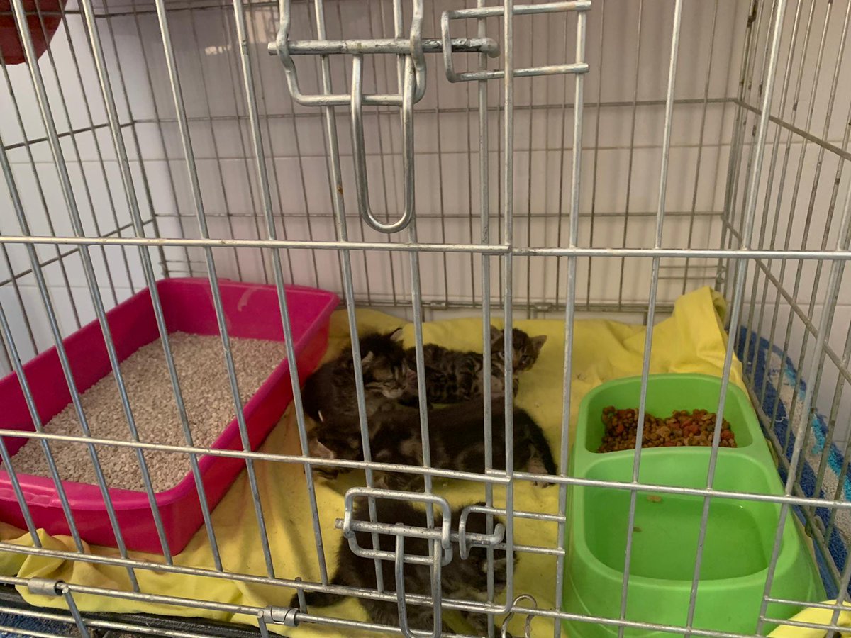 dani_gras's tweet image. Hay 40 gatitos abandonados en Alicante, se busca acogida para ellos, la protectora puede sacrificarlos en un plazo de dias por problemas de espacio, el que este interesado que me entre al md, se agradecería difusión por la buena causa si es posible ^^