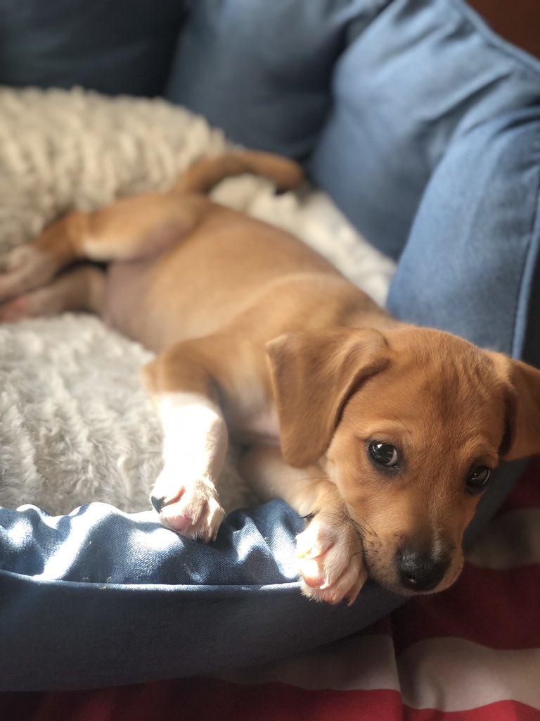 KingWaveee_'s tweet image. So I adopted yesterday... meet Dizzy 🐶❤️