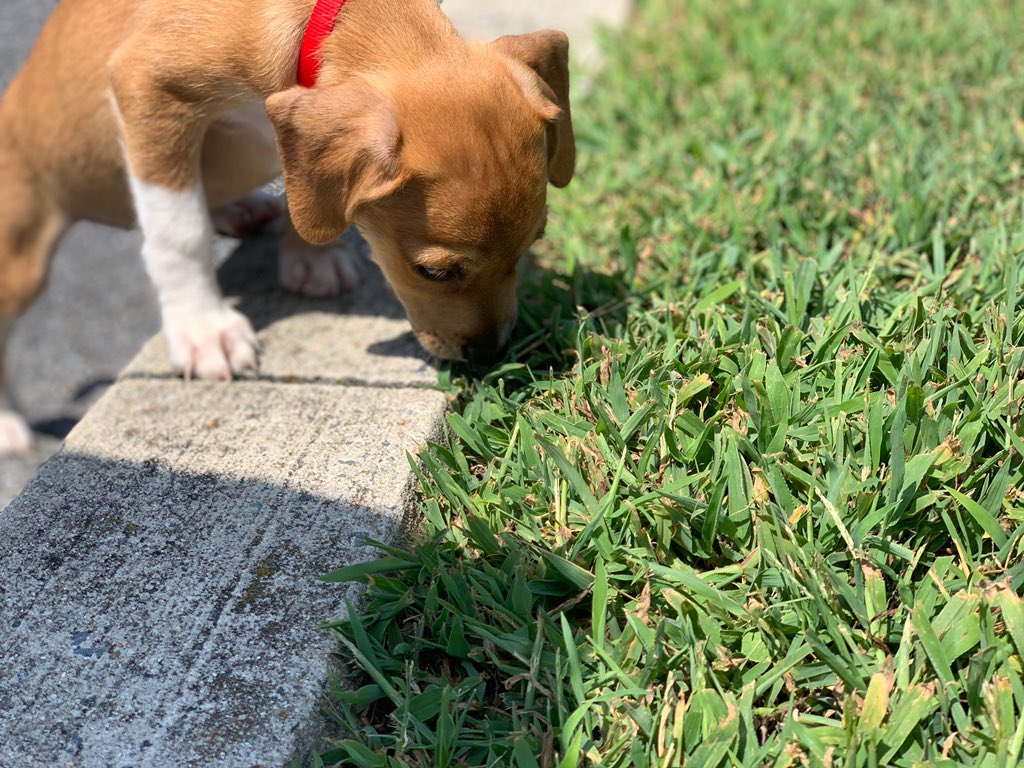 KingWaveee_'s tweet image. So I adopted yesterday... meet Dizzy 🐶❤️