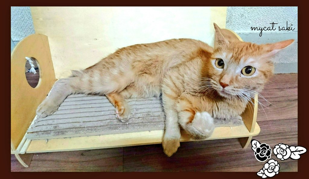 75japan_neko's tweet photo. mycat https://t.co/JFup0jweGL