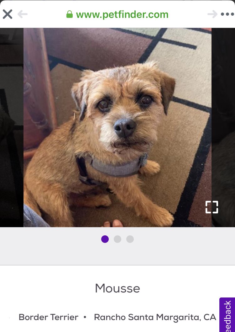 trudyterrier's tweet photo. @Topa_the_BT @Gracie05272013 Mum just seen this sweetie on FB - maybe you can let peeps know about him https://t.co/HJjvzQ3bZ8