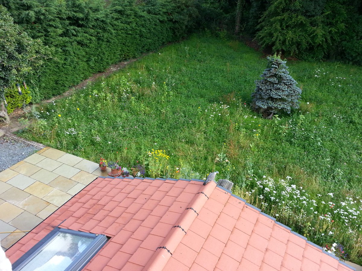 GillWilde's tweet photo. First year of our #wildflowermeadow designed and sown by @Butterfly_bros Looking good we think. It's a town garden in Llandrindod Wells. Hopefully other town gardens will fo the same @rwtwales @skyeinstruments @IoloWilliams2 https://t.co/QhUWUNFZyB