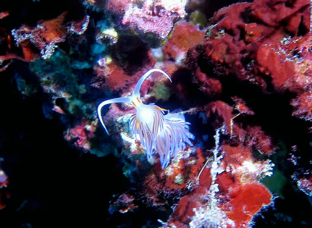 Blue_Adventure's tweet photo. Día lleno de emociones 🤙🏻🌴🌊
#deepdive #wreckdive #formenterabuceo #baleares #uwpic #marinelife #tauchgang #plongéesousmarine #ssi_international #diving #divessi @Blue_Adventure
Reservar en https://t.co/7CXC2YGdSI o llamando al +34 971321168 🌴🐠 https://t.co/RE3KysBeGM