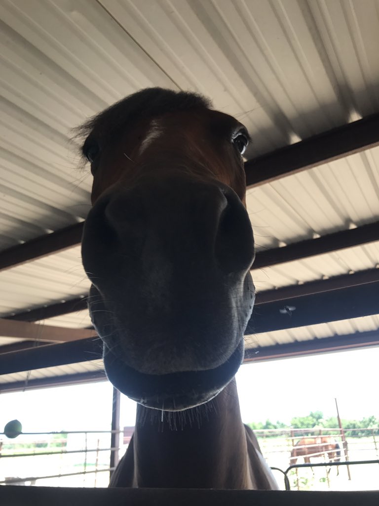 ashleymurray434's tweet photo. ....mares🤦🏼‍♀️ https://t.co/AiKEHXtdNf