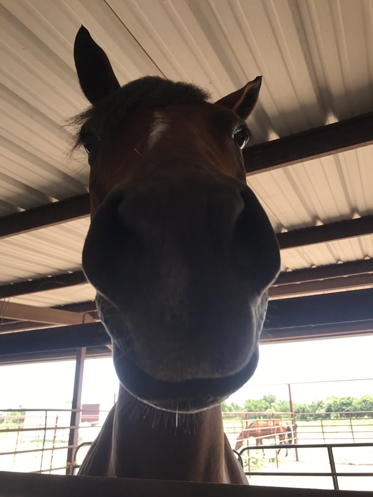 ashleymurray434's tweet photo. ....mares🤦🏼‍♀️ https://t.co/AiKEHXtdNf