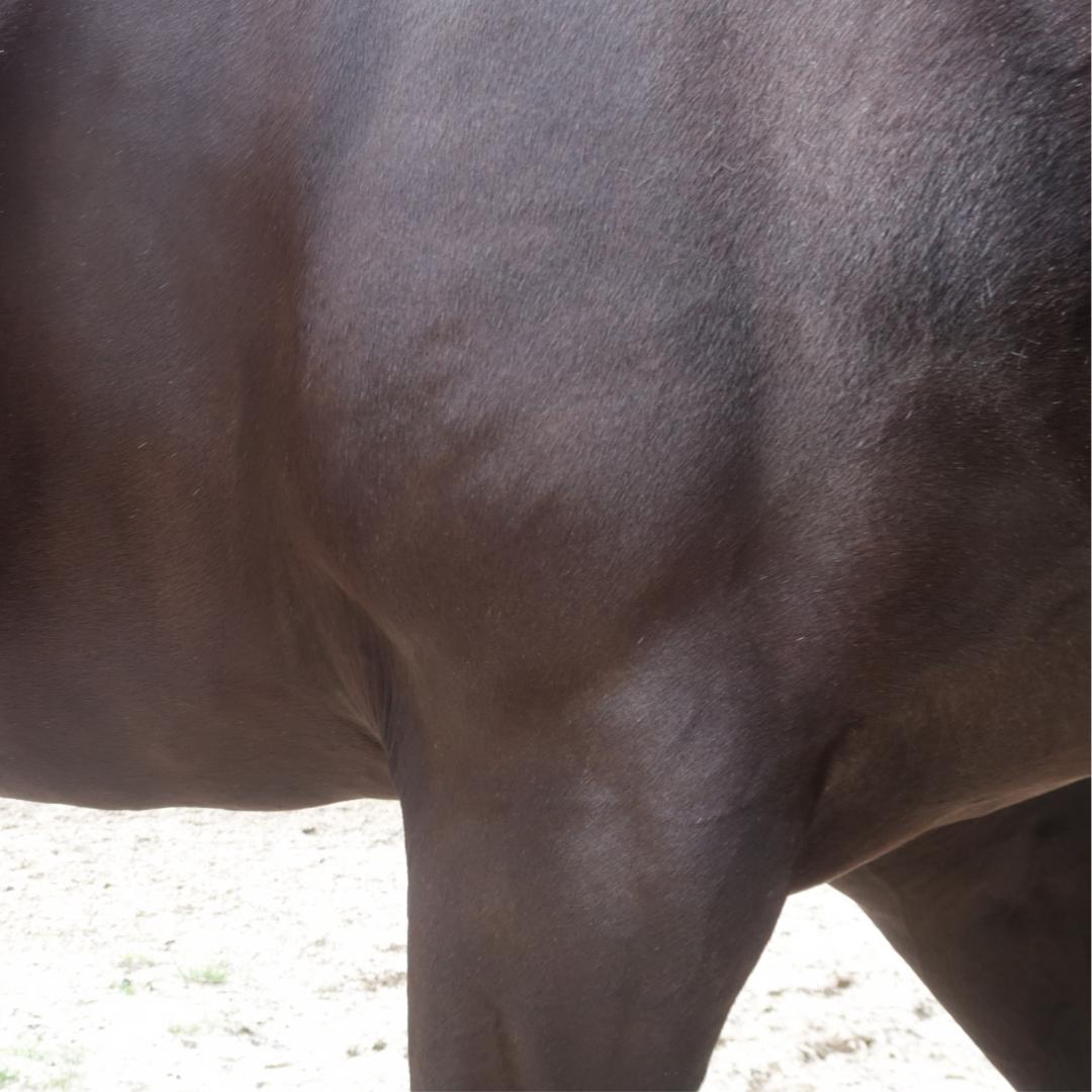 LD Equestrian tweet media
