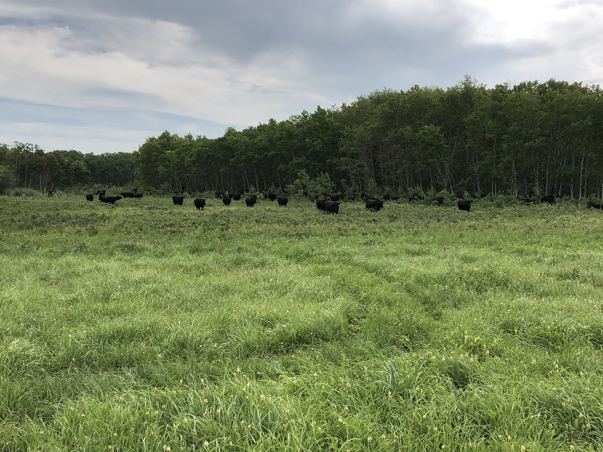 SandmanDJS's tweet photo. Why donโt they clean up there own shit first... I think we have our shit under control #farmingRanching #wegotthis #rockybarready #its #supportcanadianag https://t.co/Z24l9DuKM6