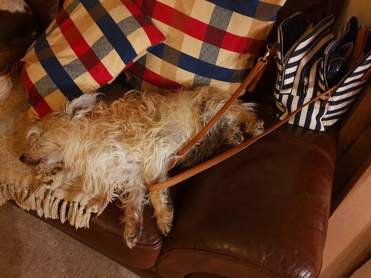 woofstockuk's tweet photo. When you have been out on the tiles all night and still manage to hang onto your handbag when you pass out on the sofa ๐ good boy Jake #dogsofwoofstock https://t.co/vjGhqfInz9
