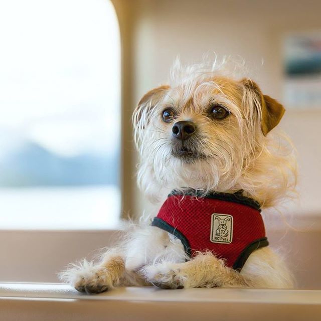 J5MM_Blog's tweet image. Always in good company with this little scruff nugget. We are sailing home after a few days in the big city!
.
.
.
.
.
#homewardbound #terriermix #scruffypuppy #littledog #sanjuanislands #ferry #yakimaferry #dogphotography #canon #5dmk3 ift.tt/2M9JQoq