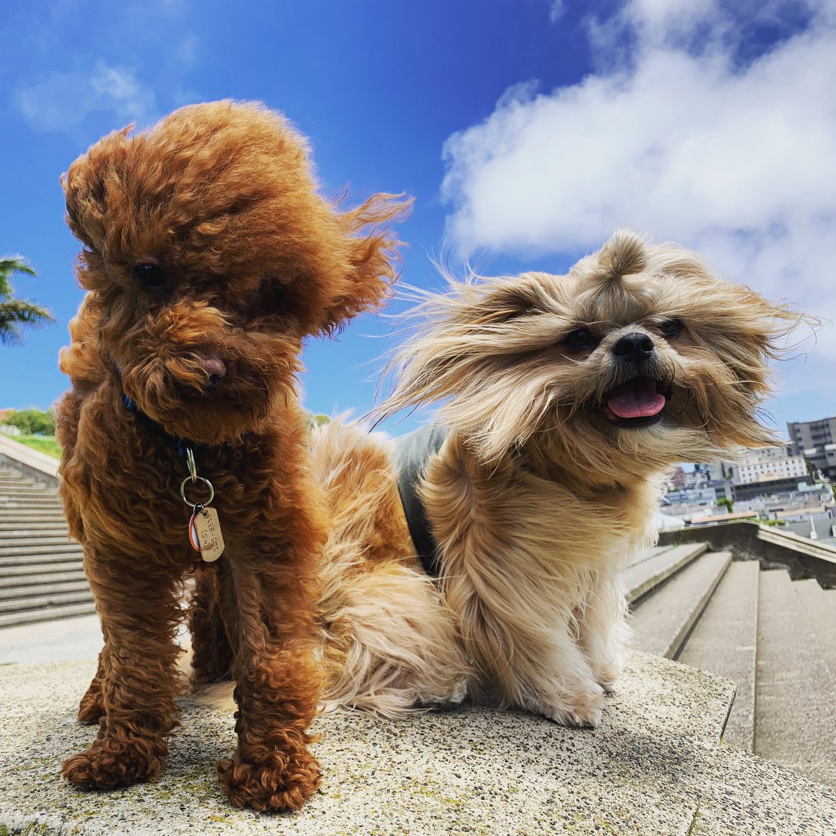 BlueMonsieur's tweet photo. Wazzaaaap!? #poodle #weekend #tgif #ShihTzu https://t.co/mXdr9JJ6hE