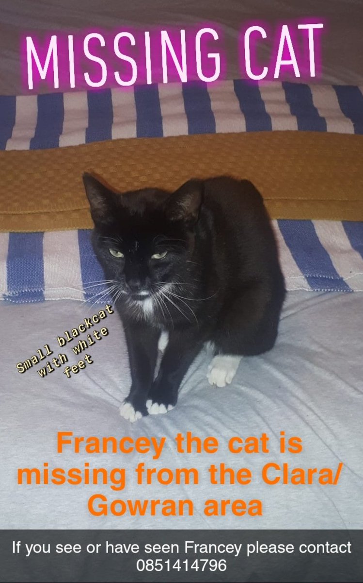 EdwardBrennankk's tweet photo. MISSING CAT!!!!!!!!!!!!!!!!!!!!!!! Our cat Francey is missing in the Gowran/Clara area of Kilkenny. Francey is a very friendly little black cat with white feet. If you see or have seen her please please contact me 0851414796 @kclr96fm @KKPeopleNews @Kilkenny_GAA https://t.co/umawwPc0r9