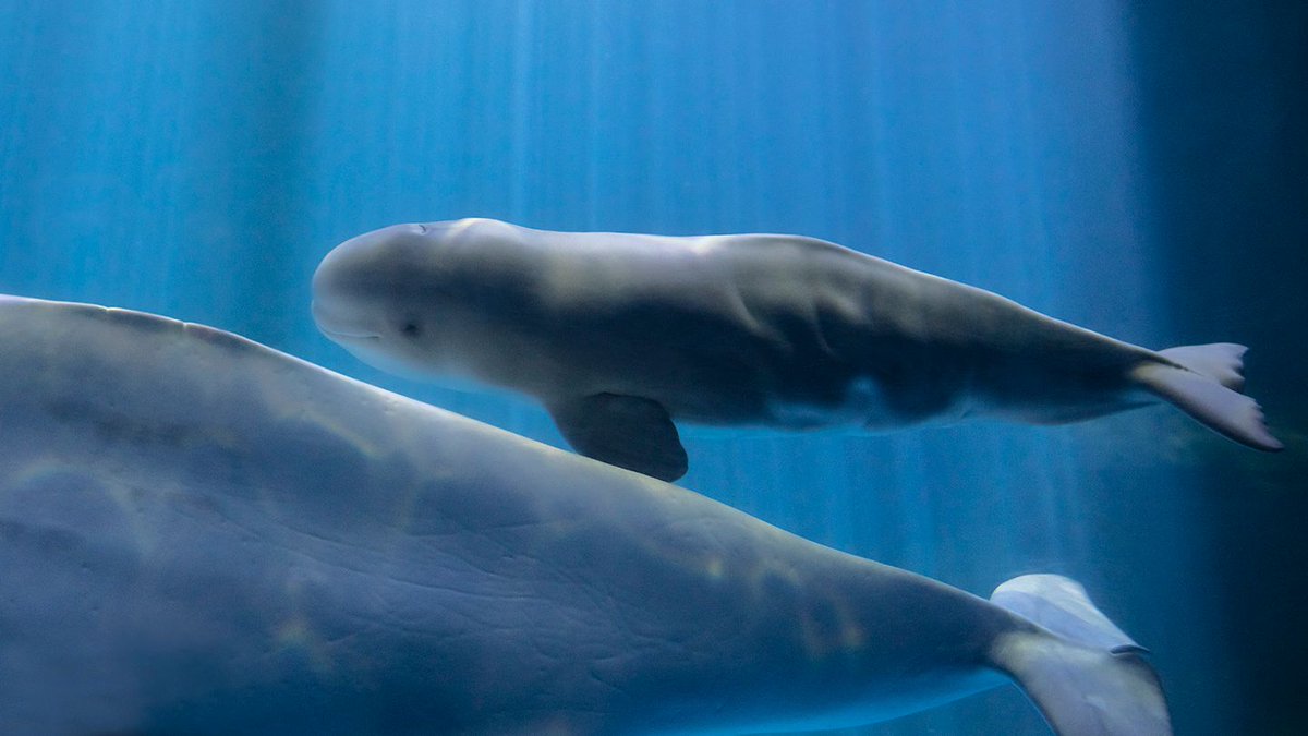 shedd_aquarium tweet picture