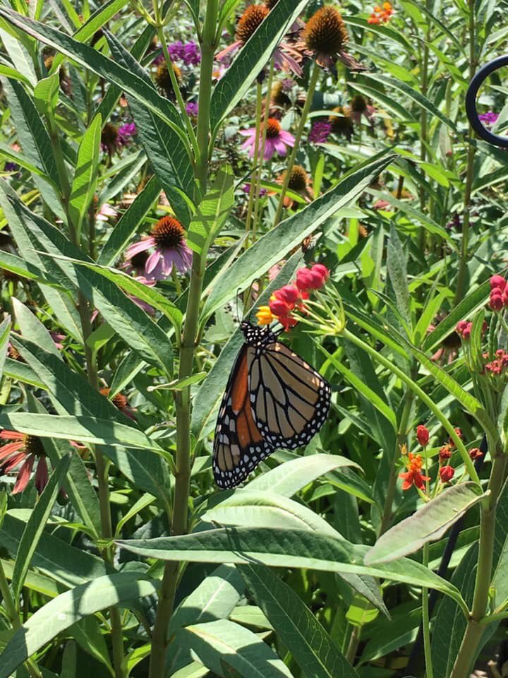 The Monarchs have arrived at Middle Creeks  Garden! Simply beautiful!! <a href="/MiddleCreekES/">Middle Creek ES</a> <a href="/CFletcherMiller/">Caroline Miller</a> #schoolgardens