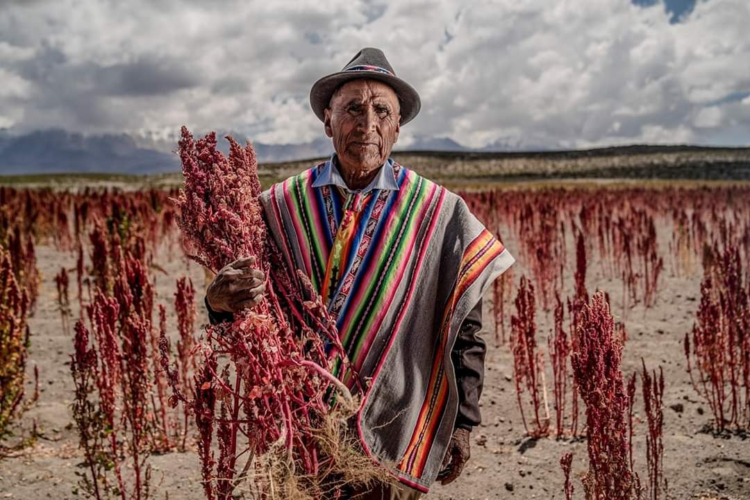ongtarukari's tweet photo. 🔶📸Foto ganadora que será parte de la exposición itinerante Cultura Itinerante Y Biodiversidad ANDINA. 

Nombre foto: Agricultor de #quinua, Central Citani, comuna de #Colchane.

Autor: Franco Miranda

Felicitaciones al primer lugar 🥇👏
#ONGTarukari #Tarapacá #AricayParinacota https://t.co/Z08AmtI9K8