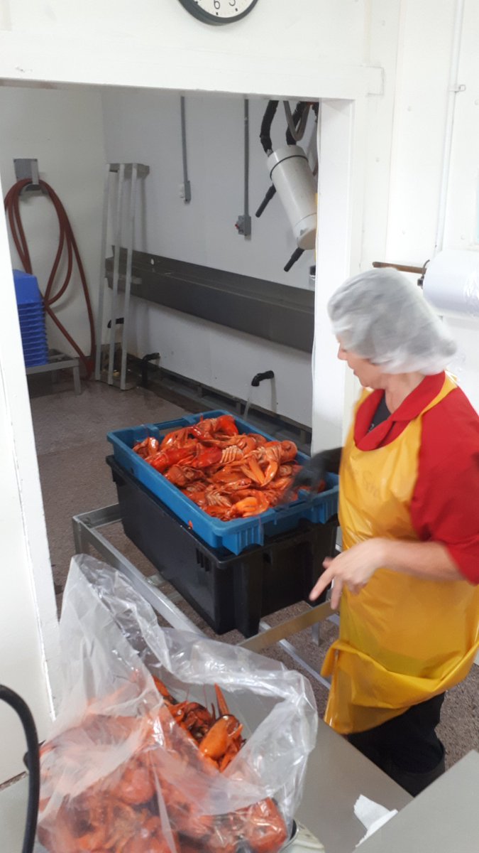 vinny_bel's tweet photo. Great to be down home on tour with papa. Fresh lobster right off the boat. And the feed is on. #Escuminac #lobsterfishing https://t.co/M59ECyXAhg