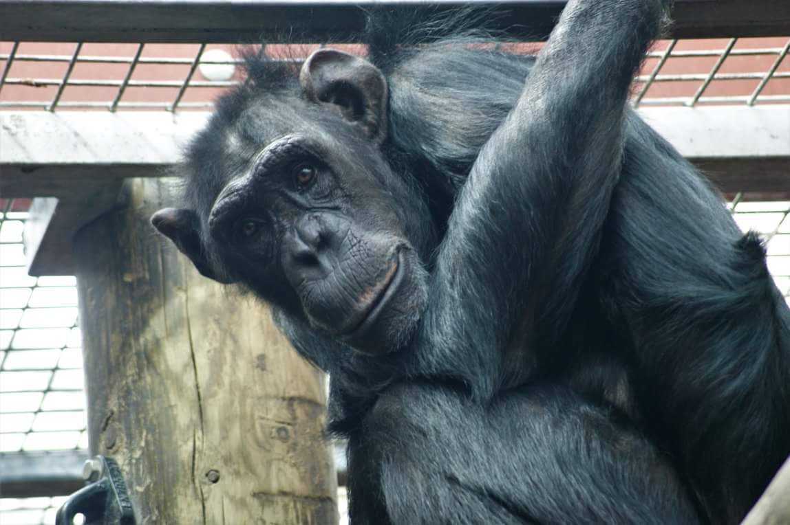 Twitter À¤ªà¤° Daily Maymun Bu Saatte Bundan Iyi Bilgi Gelmez Toplanin Her Sene Carli Nin Yasadigi Monkey World Ape Center Ile Maillesen Takipciden Sergenozmercan Carlinin Son Fotolari Geldi Https T Co 8hvqi0pmx8