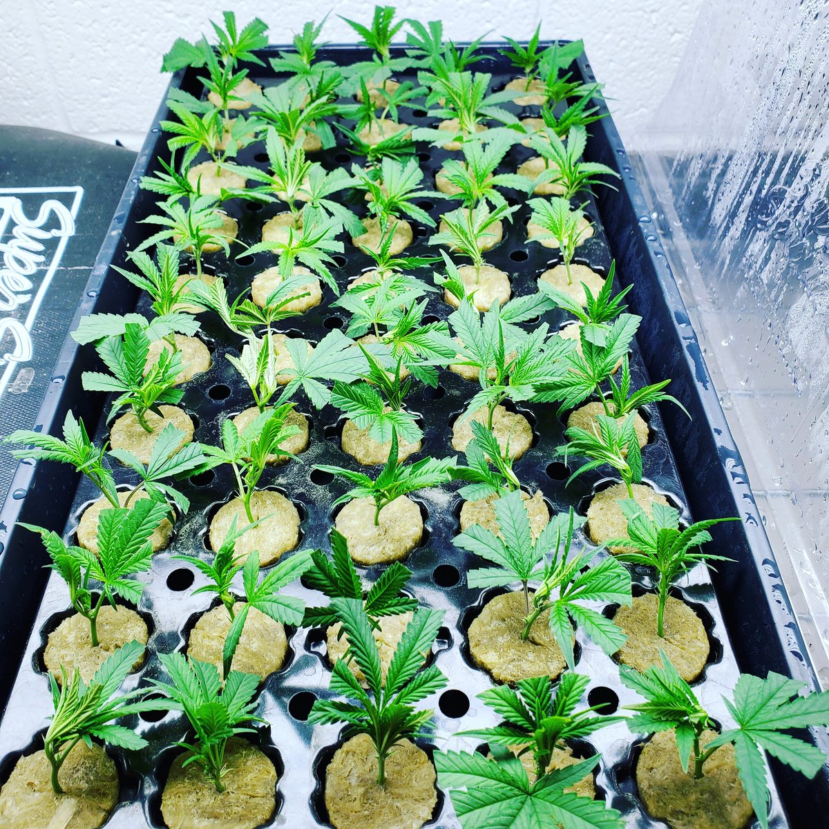 Oklahoma Grow Specialists (OkGrows) Twitter