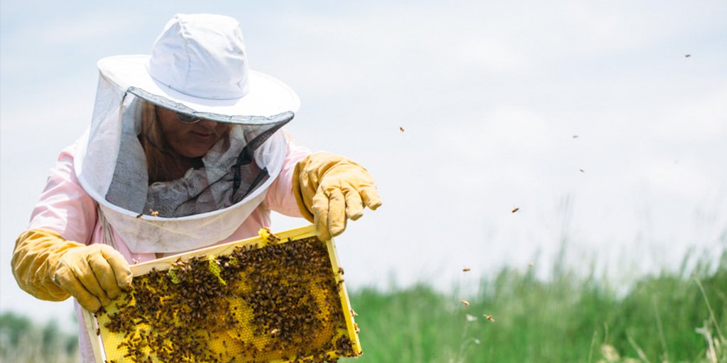 CommonGroundNow's tweet photo. #Bees and other pollinators play an important role in raising crops. Sondra Pierce, one of our farmer volunteers in Colorado, works hard to keep her hive strong and healthy #GoodbyeMomGuilt #CGconvo https://t.co/ZPUhdExUT7