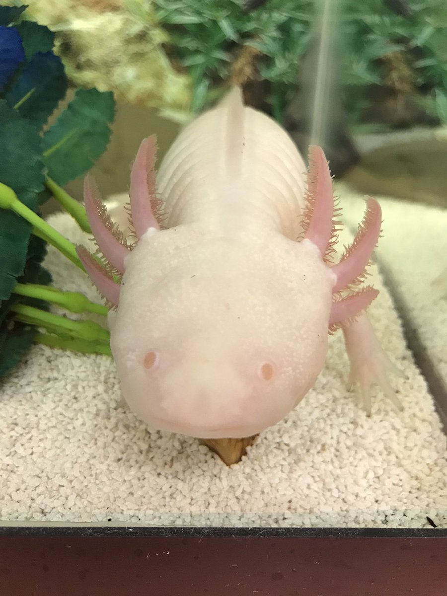 KatieCreson's tweet photo. Our class pet, Luna the Axolotl, has been showing off the past few days! I think she’s glad to have human interaction again! 😂 If you’re not familiar with these, look it up! They’re pretty cool! @OBMSPride #TeamDCS #Placetobe https://t.co/8cGcbCpqqG