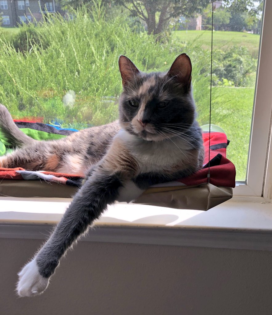 weimeows's tweet photo. #FridayFeeling #CatsOfTwitter #cats https://t.co/kBzNMLb8zt
