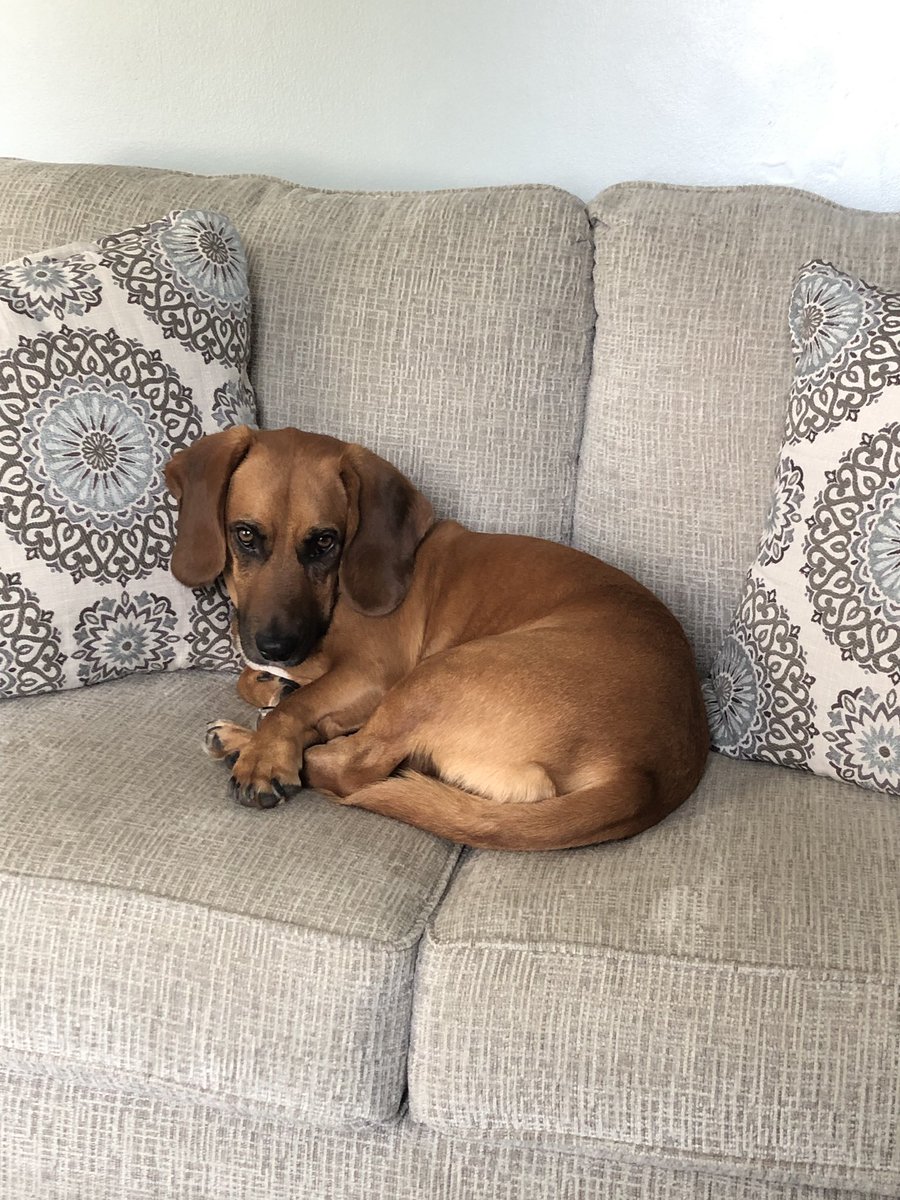 etphonehome27's tweet photo. Sitting at my desk minding MY OWN business and I hear a sigh behind me. I turn around to find this... #judgement #LifeofPiper #puppydogeyes #dogmom https://t.co/xf20XNB2rg