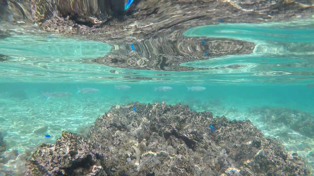 ファットバイク レンタル竹富島 おはようございます ー ノ8月10日 土 です 竹富島 は曇り 予報だと のち晴れ です コンドイビーチ の満潮は16 47 干潮が10 03 泳ぐ方は午後がオススメです レンタサイクル 予定のみなさんは是非 当店のファット