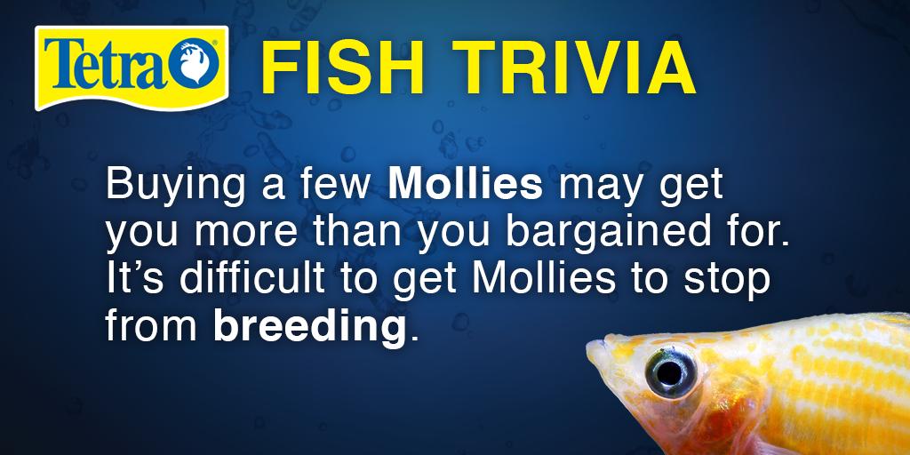 Buying a few #mollies may get you more for you bargained for.  They breed. A lot! #tetrafunfact #funfishfactfriday