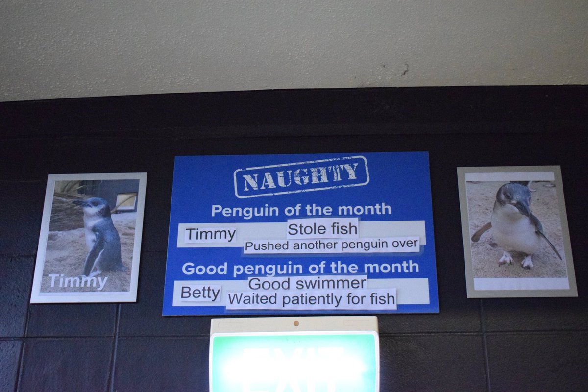 emmadaton's tweet photo. I enjoyed the naughty penguin of the month post so much i found every good and bad penguin from 2017 onwards, a thread: https://t.co/OlrqM8C7Yb