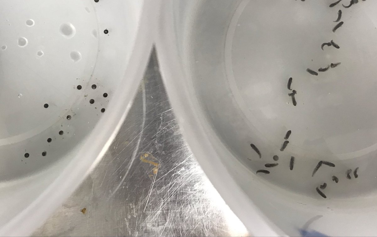 Regina Spranger, PhD tweet media