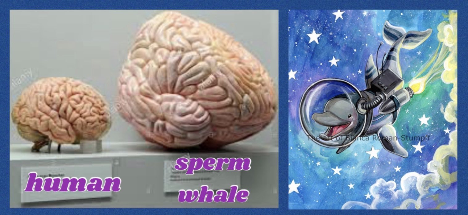 Sperm Whale Brain Compared To Human