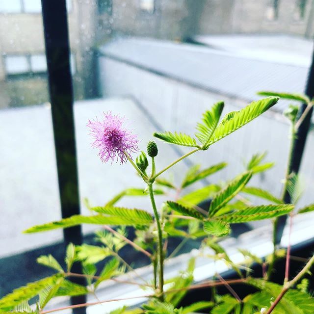 giselapeters's tweet photo. Work garden roll. #flowers #touchmenotplant https://t.co/QitcnFOfuh https://t.co/u5biCygYjL