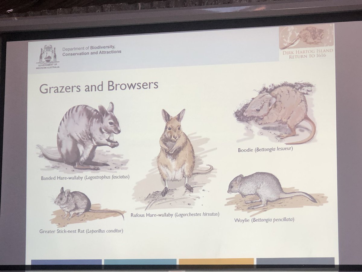J_Stingemore's tweet photo. If any of these critters excite you, then maybe you would like to volunteer with @WAParksWildlife on their Return to 1616 Project at Dirk Hartog Island (WAs largest island and now cat free) #HamelinScienceFair #ThreatenedSpecies https://t.co/mqAMaEmlbX