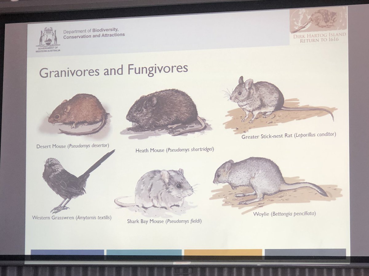 J_Stingemore's tweet photo. If any of these critters excite you, then maybe you would like to volunteer with @WAParksWildlife on their Return to 1616 Project at Dirk Hartog Island (WAs largest island and now cat free) #HamelinScienceFair #ThreatenedSpecies https://t.co/mqAMaEmlbX