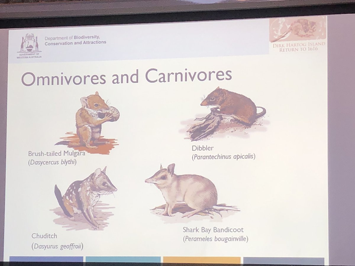 J_Stingemore's tweet photo. If any of these critters excite you, then maybe you would like to volunteer with @WAParksWildlife on their Return to 1616 Project at Dirk Hartog Island (WAs largest island and now cat free) #HamelinScienceFair #ThreatenedSpecies https://t.co/mqAMaEmlbX