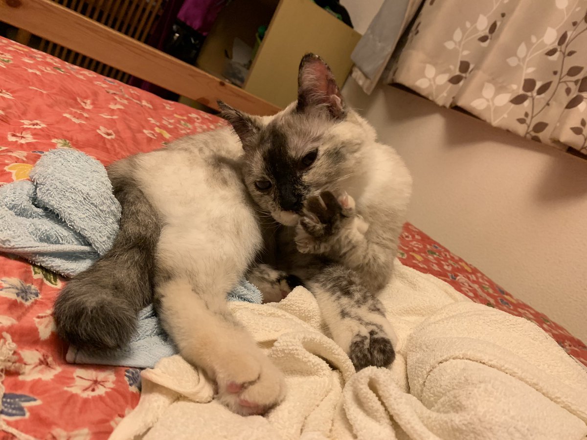 自称へし切長谷部 Zisyou1228 Twitter