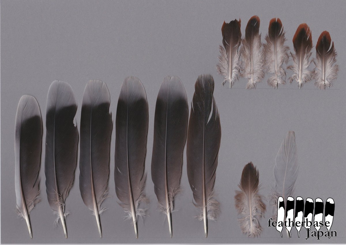 Featherbase Japan ハトの日 鳩の日 ですね ということでハトの羽根です キジバト Streptopelia Orientalis Orientalis 風切はあまり特徴がないですが 雨覆には綺麗な縁取りがあり これが重なり合うことで翼のあの鱗模様になります また 尾羽の先