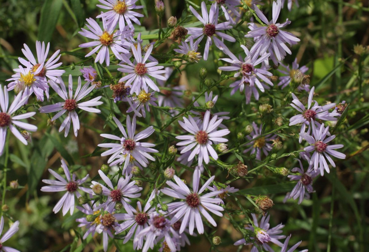 SNWRFriends's tweet photo. Wildflowers &amp; Native grasses tours on Sept. 7th &amp; 14th from 10a-noon. Led by Refuge Volunteers Robin DeLong and Mitch Elness. Meet at Oak Savanna Learning Center. The Eagle's Nest Nature Store will be open 9:30a-12:30p. Photo Su Johnson https://t.co/kXQuJSVyh2