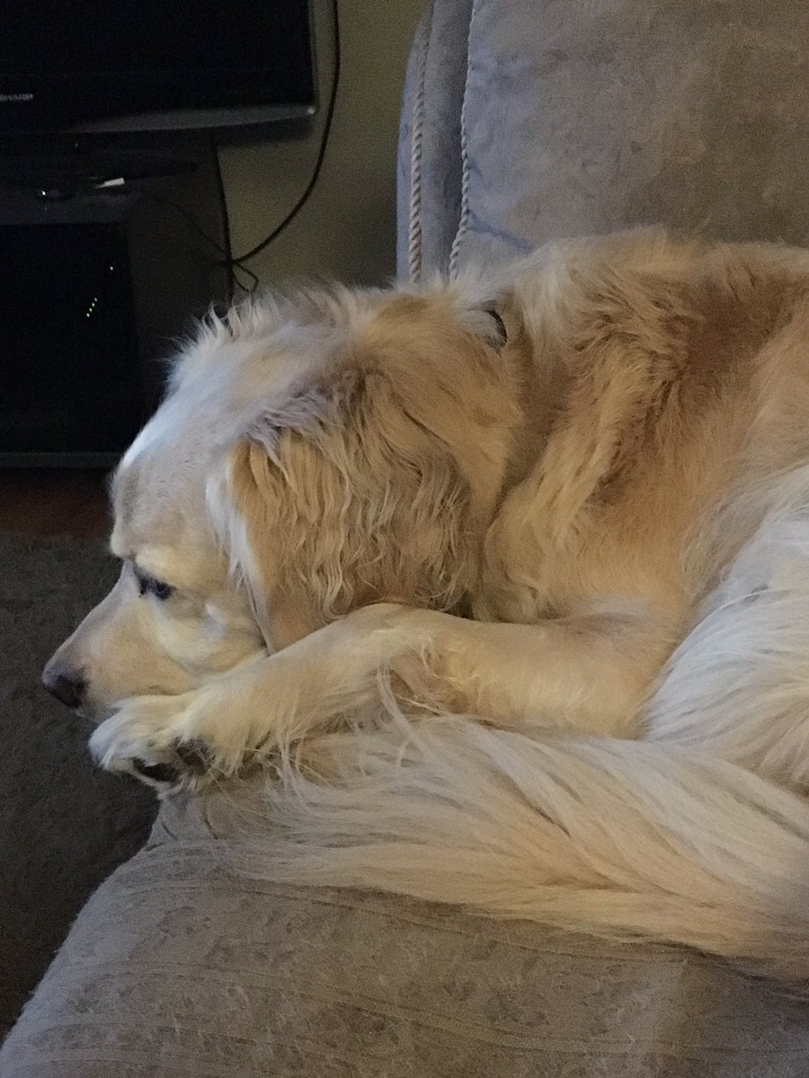 DoggosOfYyc's tweet photo. We did good today and stayed out of mischief and then Mom went out to her class ... so we ate 8 muffins on the counter while she was gone ...  she’s not happy ...
#guilty #muffins #theywereSOgood #canteatjustone #gottahavethemall https://t.co/nbXB6jkipj