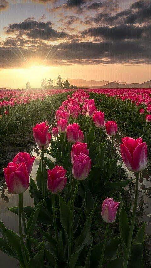 elkin_cynthia's tweet photo. Live simply #SimplyBeautiful 
@Merve_TWD @ArmidaVida @Eva_RLP @Mikey79347410 @001Sukhdev @MWCampanelli @anniam0328 @trcs @74otto @47Far @PapatyyaGibi @TinyTheCat2 @AnthonyCGruppo @blonde_lori @KJCINTJResist @deansgirl46 @dwasylikone https://t.co/xg3FdsZ66u