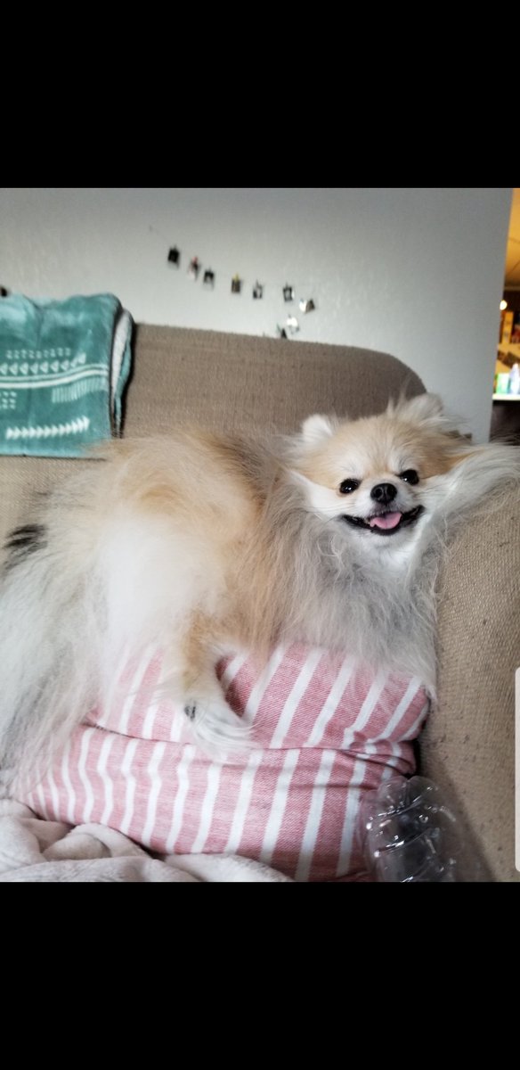 jaidypoo's tweet photo. @makenzyksmith #fluffnugget https://t.co/BhHvPWS463
