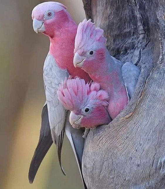 Posdata Es una suerte que Serrado Valor ESG on Twitter: "Los loros rosados, una de las aves 🐦 exóticas más  hermosas del mundo 🌍 #Naturaleza #AvesExoticas https://t.co/2dtO86FKqp" /  Twitter
