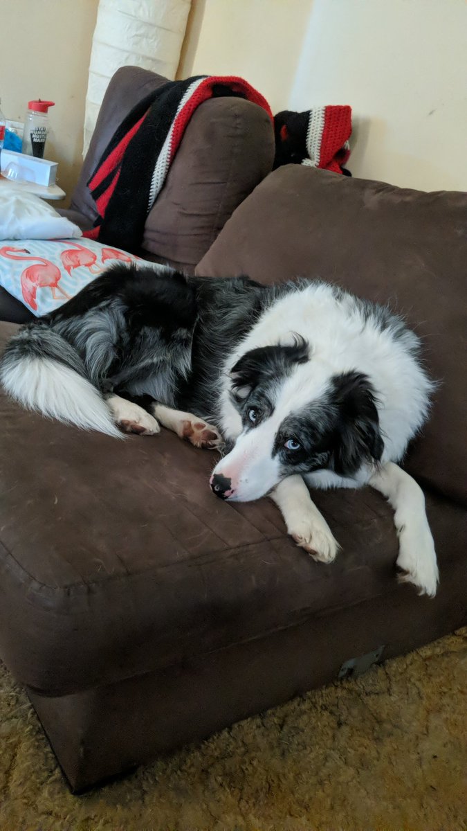 scareybear32's tweet image. When you are getting the guilts coz it's meant to be pupper walks time, except @adrd is playing

#DogsofWFTDA #DerbyTwitter #NAWestCup