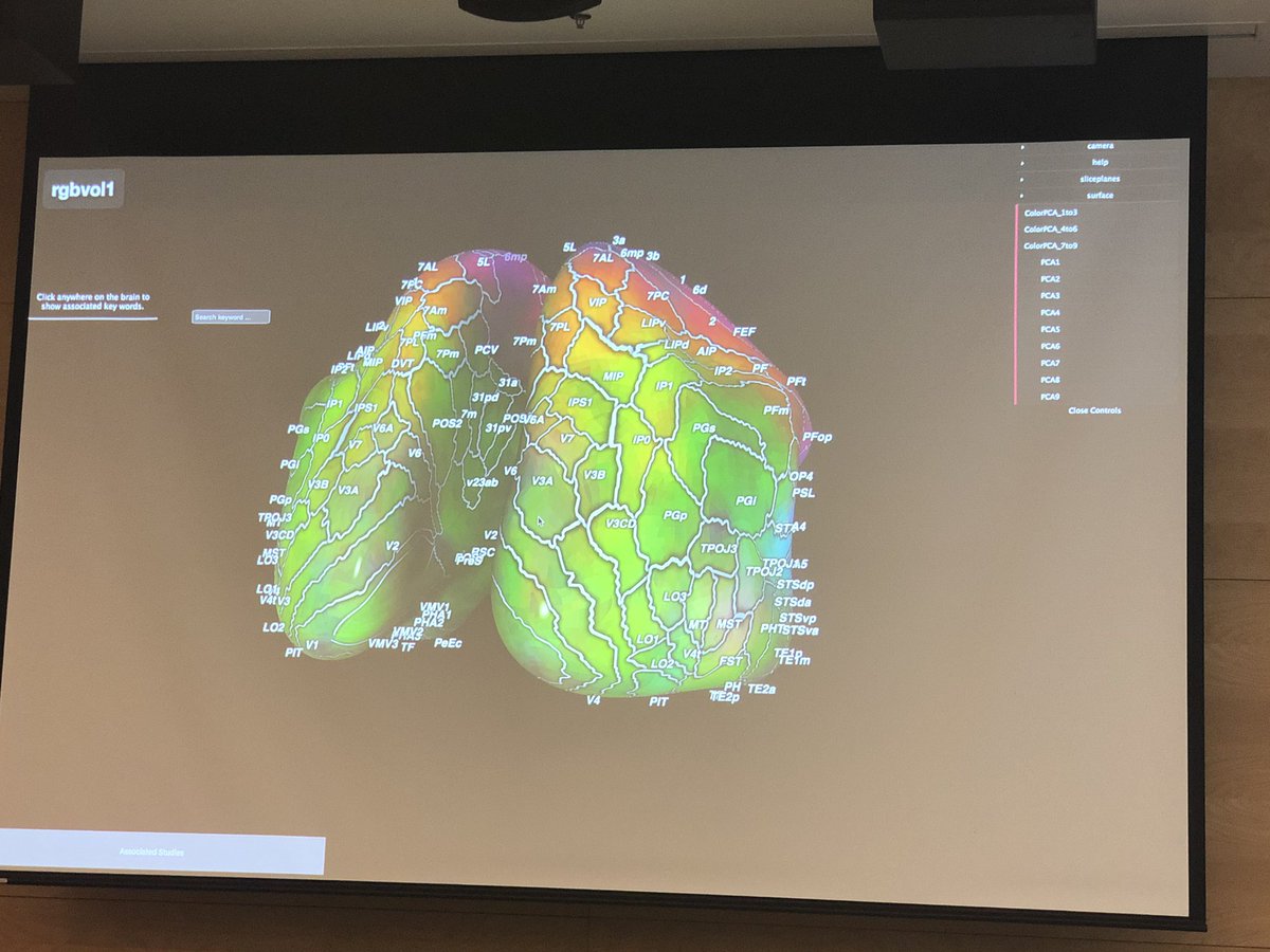 kirstie_j's tweet photo. How beautiful are these brains!! Linking up PyCortex with @neurosynth to see the terms associated with particular regions! #NeuroHack19 https://t.co/f3O9UaQPLR
