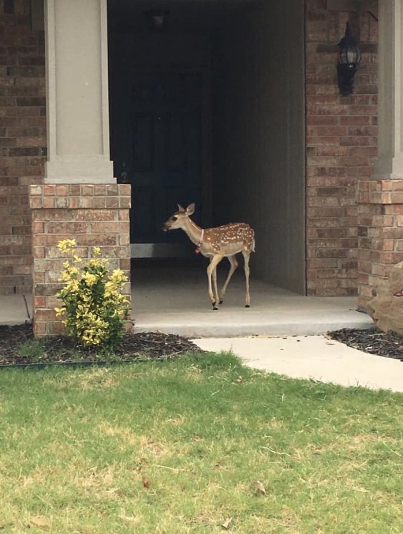 someone lost their pet deer in my neighborhood. like an actual deer..... w/ a hot pink collar........