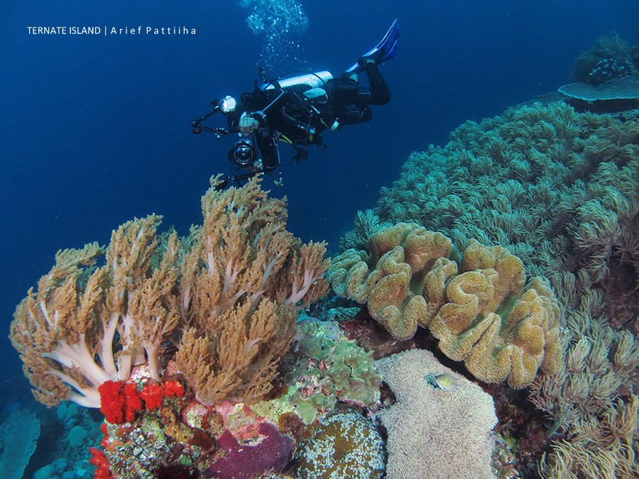 Arief Pattiiha tweet media